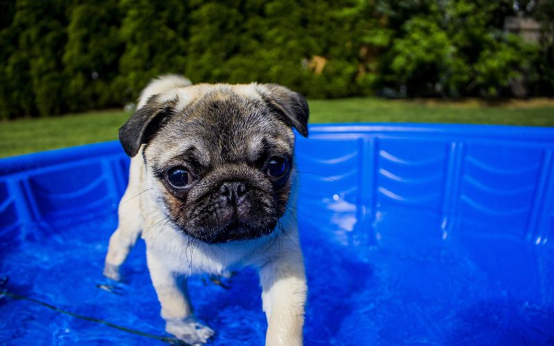 piscina rigida per cane simpatico